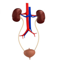 O que um Urologista trata?